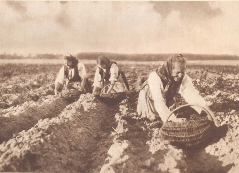 Polki pracujące na polu buraczanym w Danii, ok. 1900, ze zbiorów Muzeum Izby Polskiej