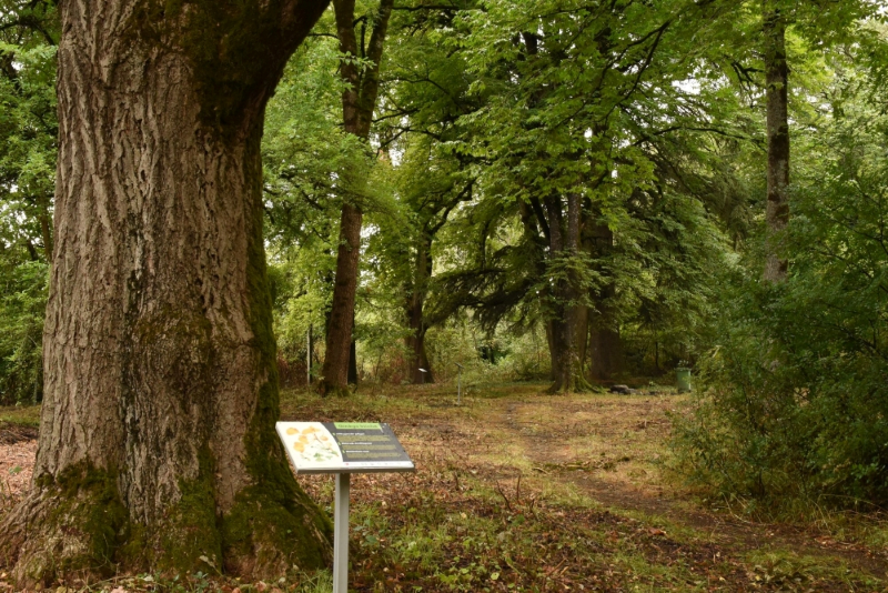 Dendrarium Ludwika Młokosiewicza w Gruzji. Fot. Edyta Nowicka